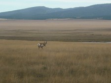 New Mexico Antelope Roaming